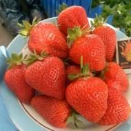 Саженец Клубника садовая Линоса